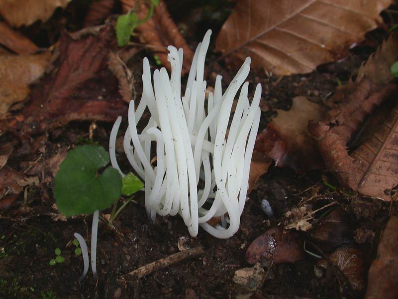 Escursione autunnale in Corsica - 3